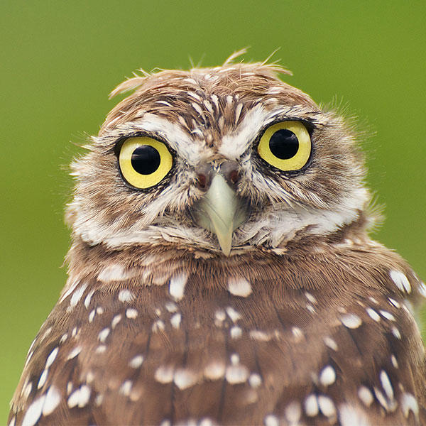 Detail Image Of An Owl Nomer 50