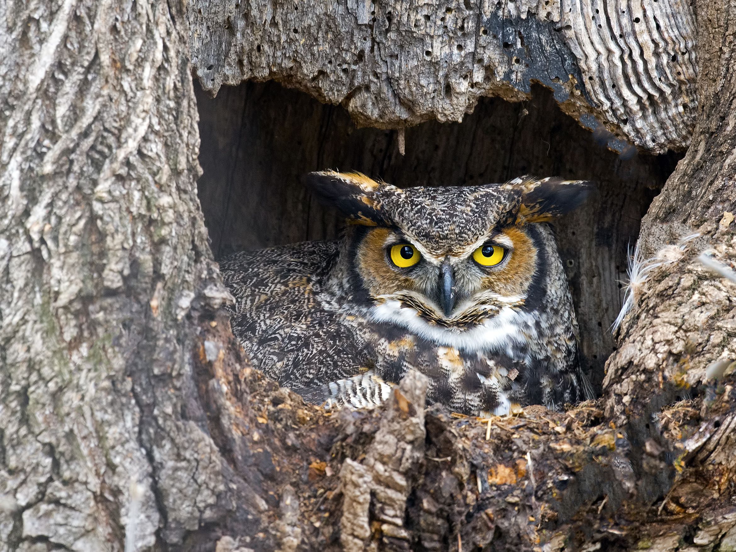 Detail Image Of An Owl Nomer 57