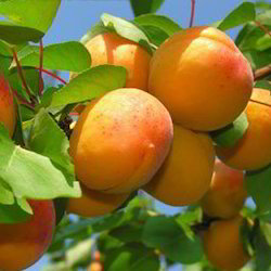 Detail Image Of Apricot Fruit Nomer 18