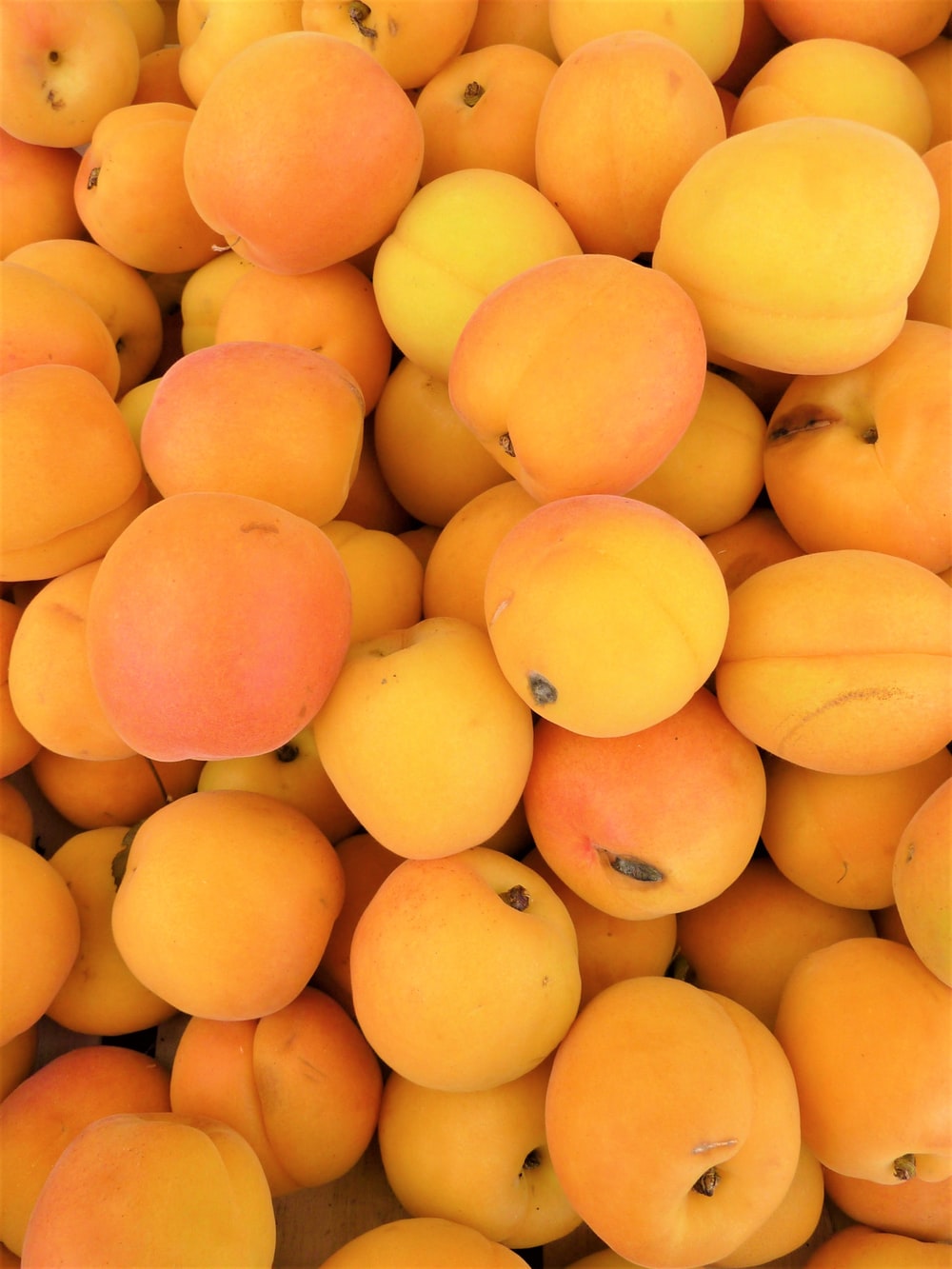 Detail Image Of Apricot Fruit Nomer 19
