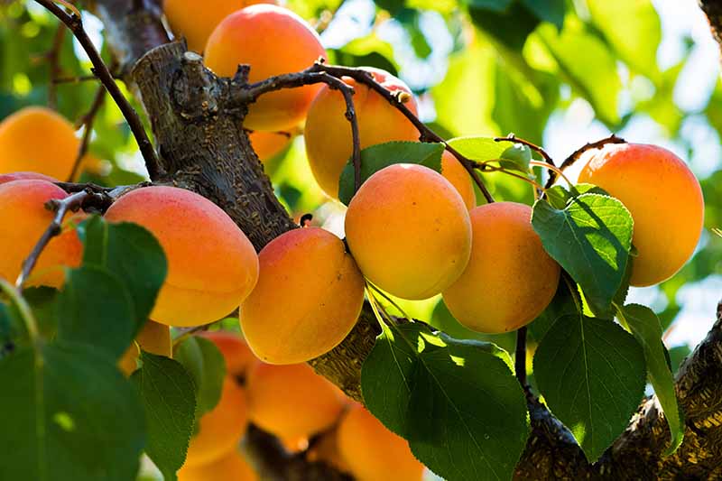 Detail Image Of Apricot Fruit Nomer 26