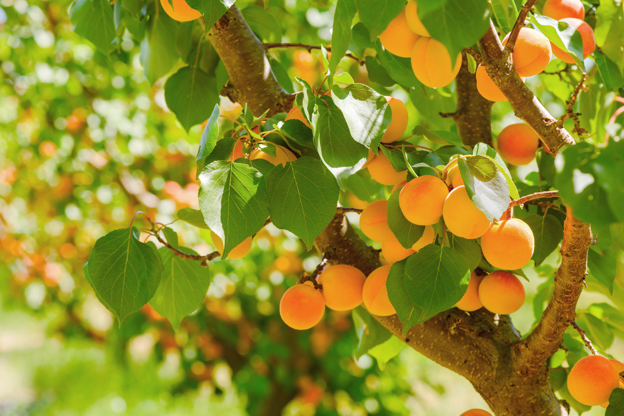 Detail Image Of Apricot Fruit Nomer 35