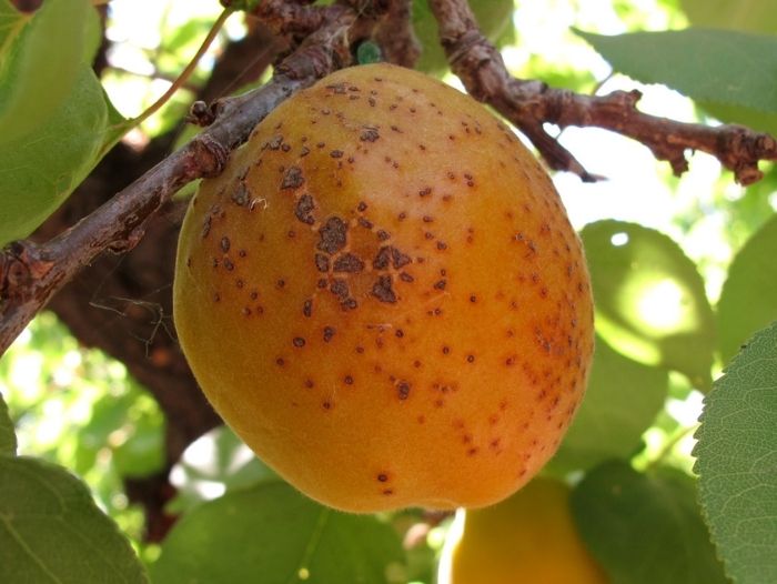 Detail Image Of Apricot Fruit Nomer 53