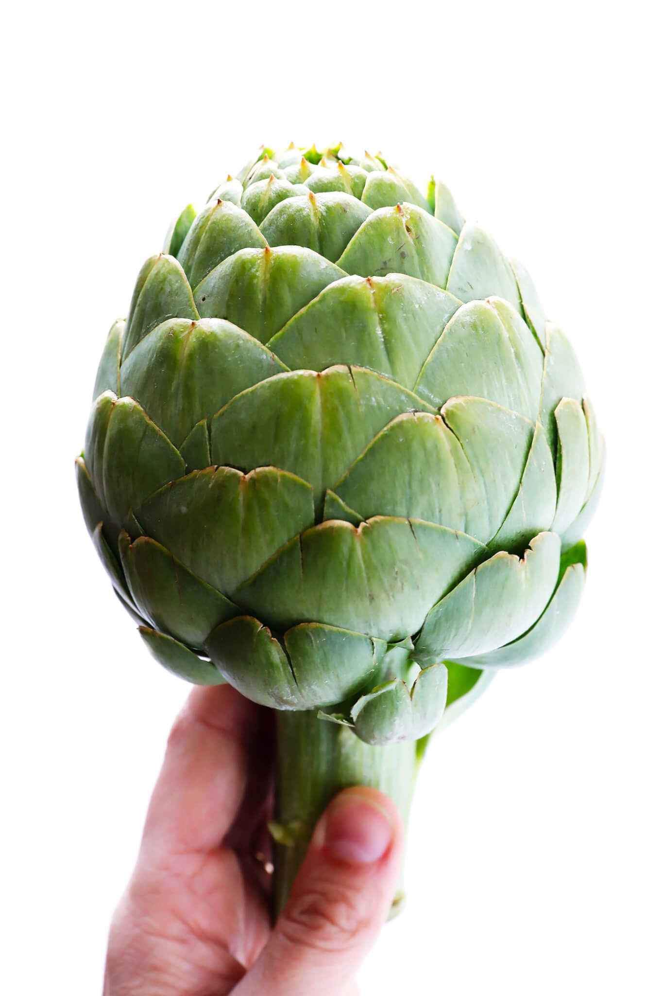 Detail Image Of Artichoke Nomer 2