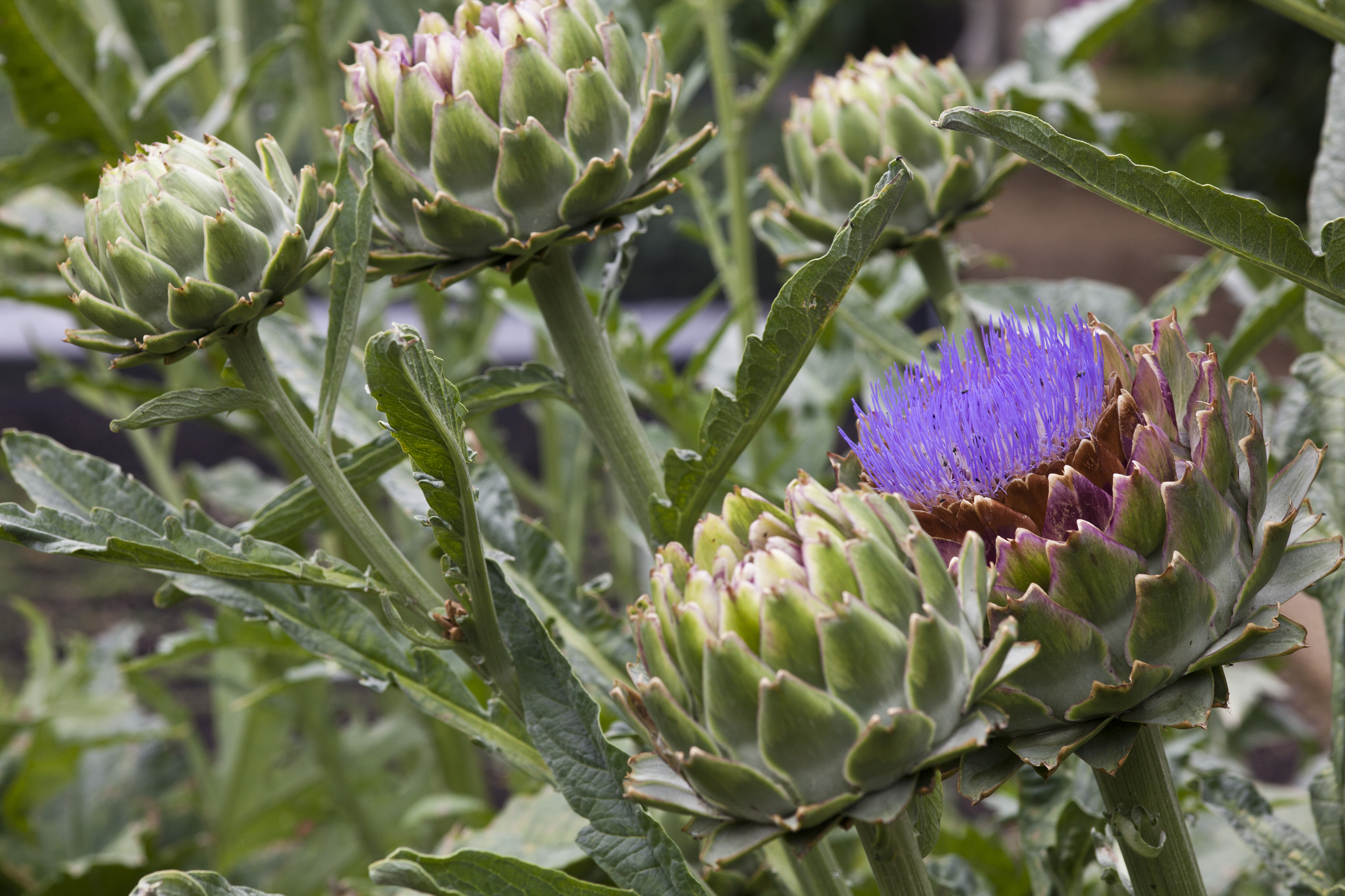 Detail Image Of Artichoke Nomer 15
