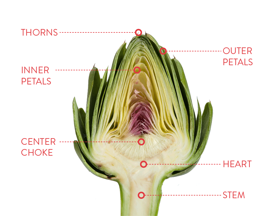 Detail Image Of Artichoke Nomer 44