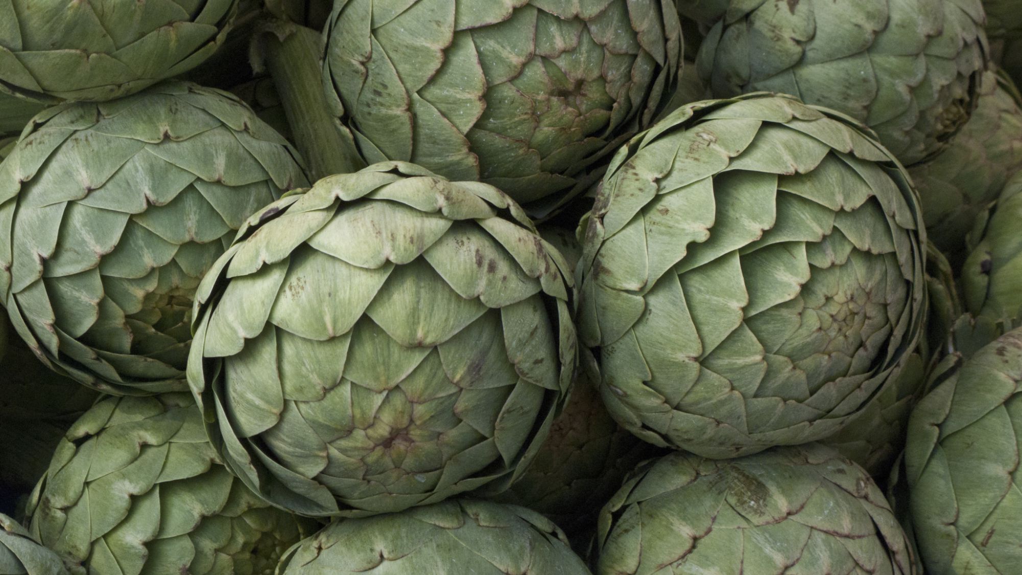 Detail Image Of Artichoke Nomer 46