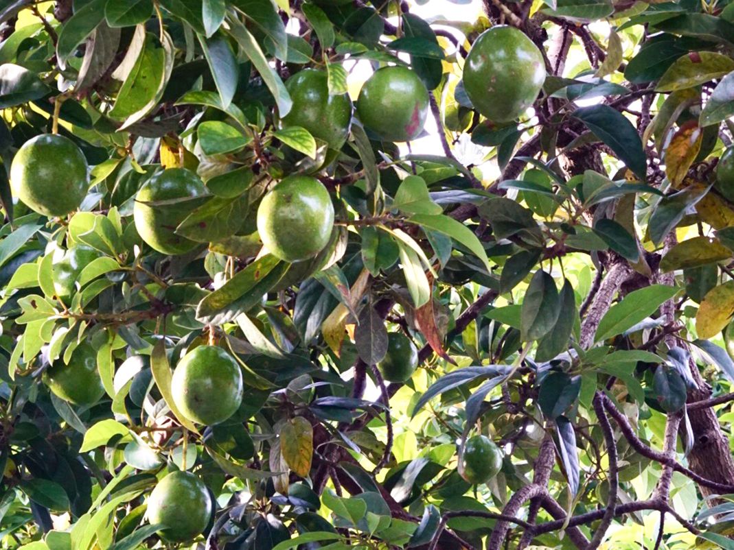 Detail Image Of Avocado Tree Nomer 2