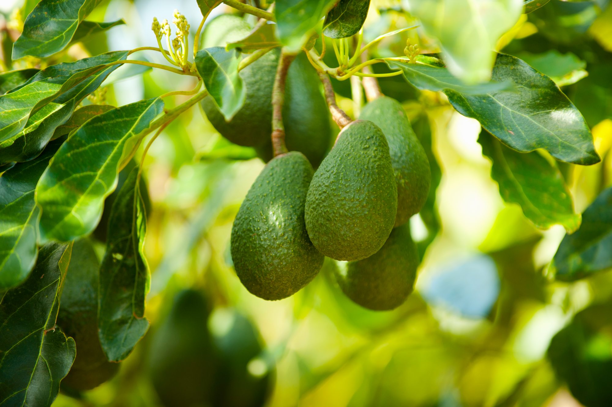 Detail Image Of Avocado Tree Nomer 13