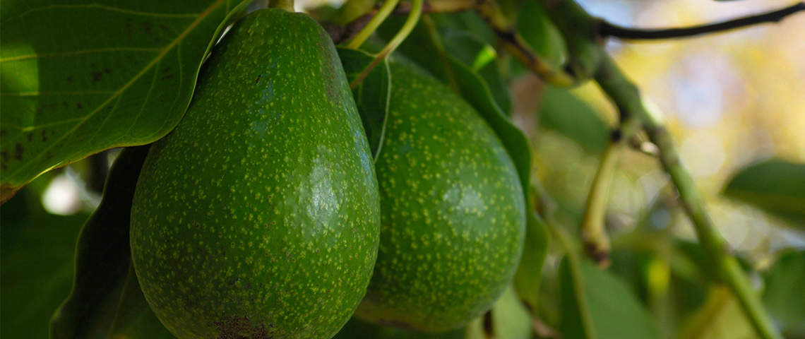 Detail Image Of Avocado Tree Nomer 15