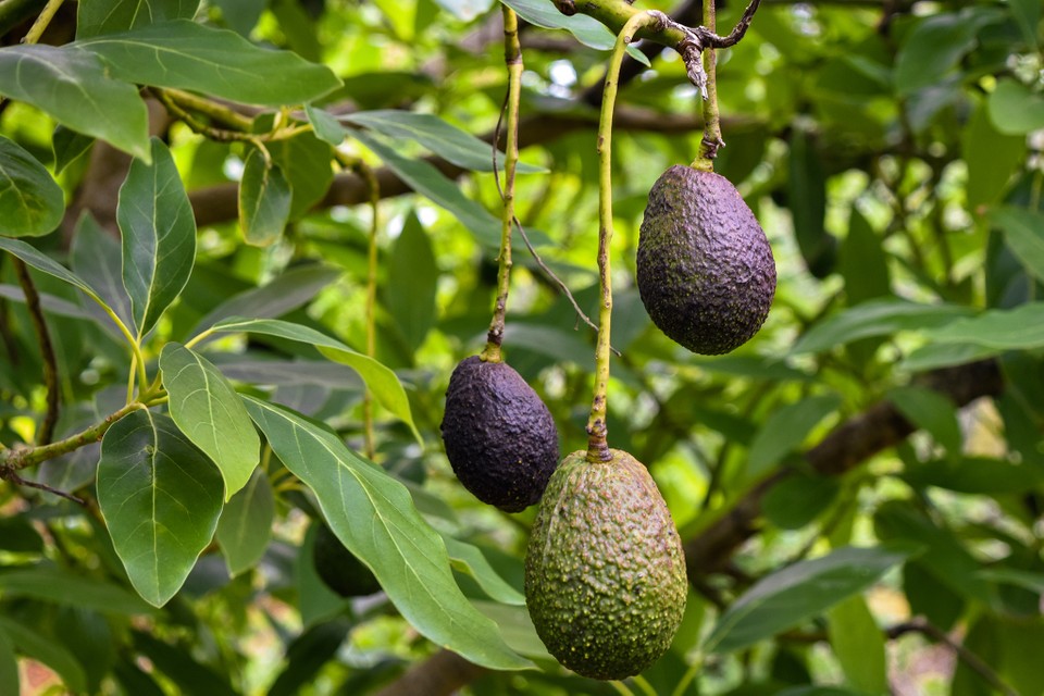 Detail Image Of Avocado Tree Nomer 18