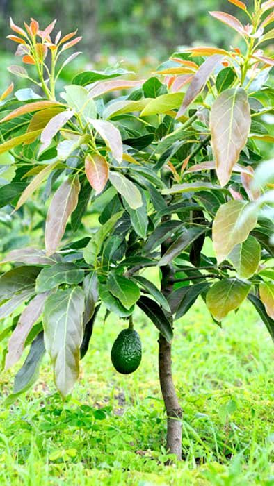 Detail Image Of Avocado Tree Nomer 19