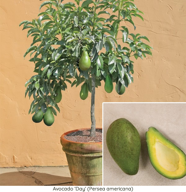 Detail Image Of Avocado Tree Nomer 20