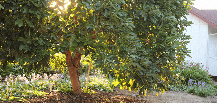 Detail Image Of Avocado Tree Nomer 25