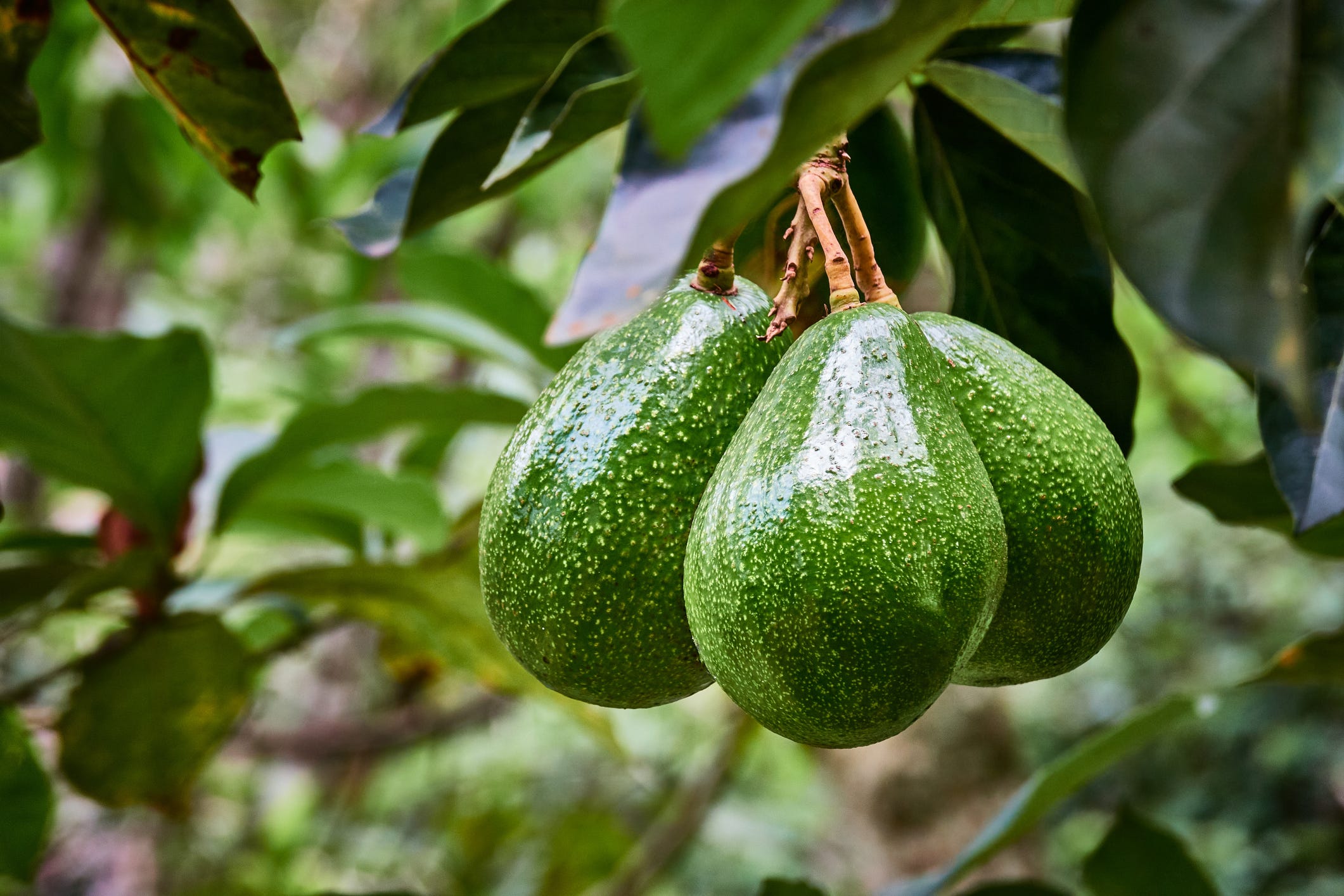 Detail Image Of Avocado Tree Nomer 26