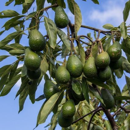 Detail Image Of Avocado Tree Nomer 28