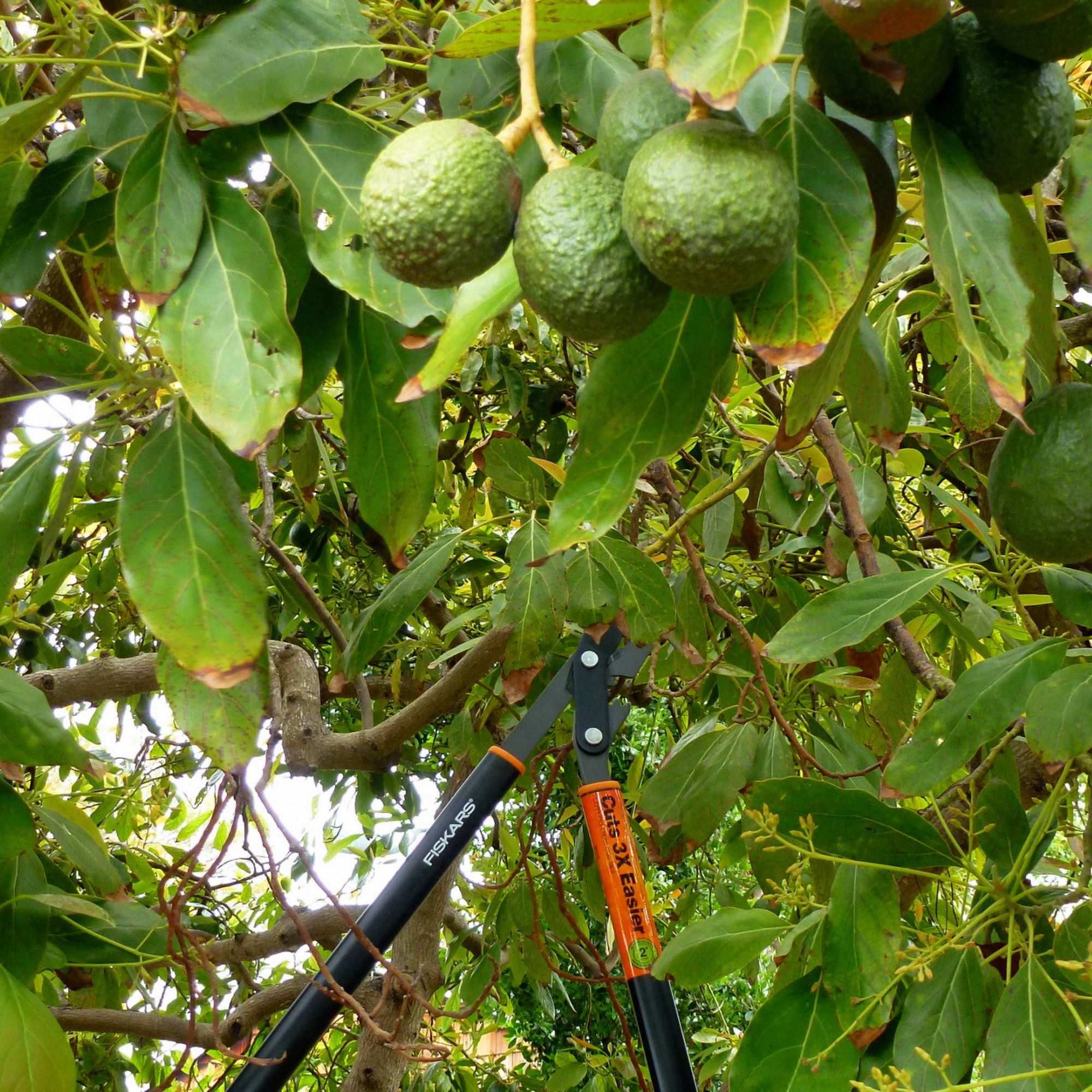 Detail Image Of Avocado Tree Nomer 29