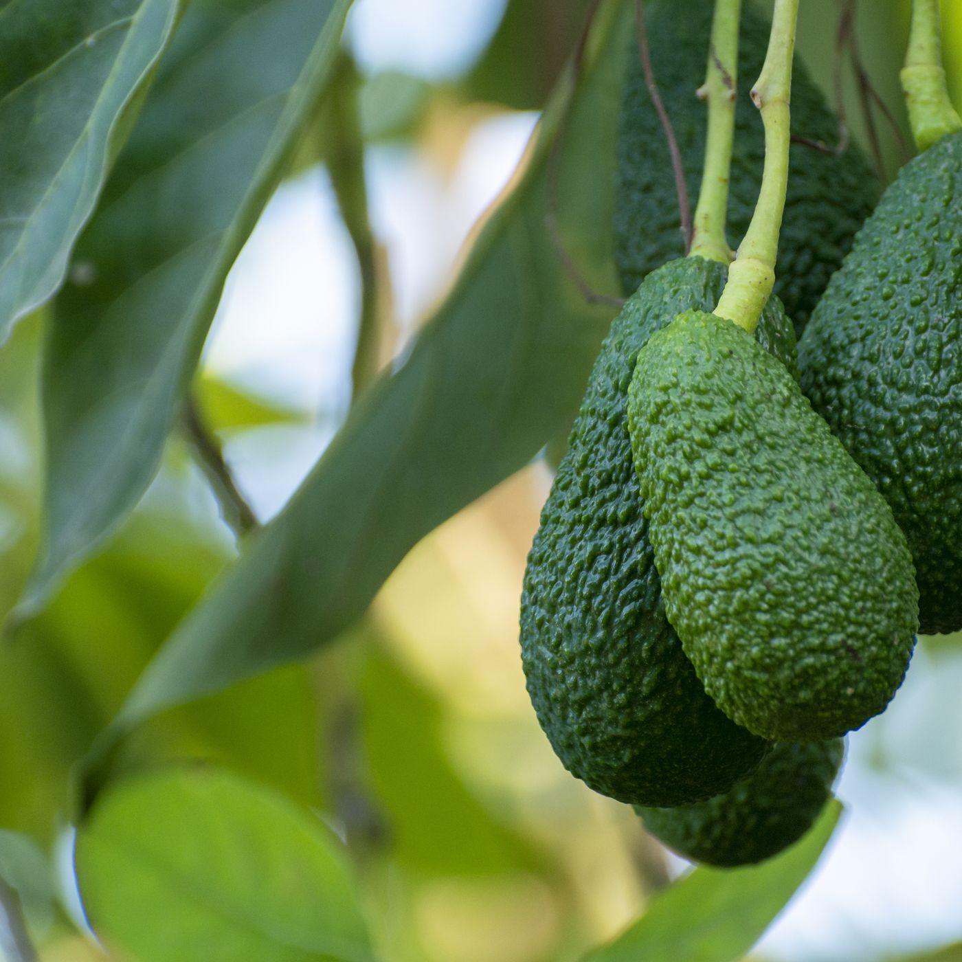 Detail Image Of Avocado Tree Nomer 31