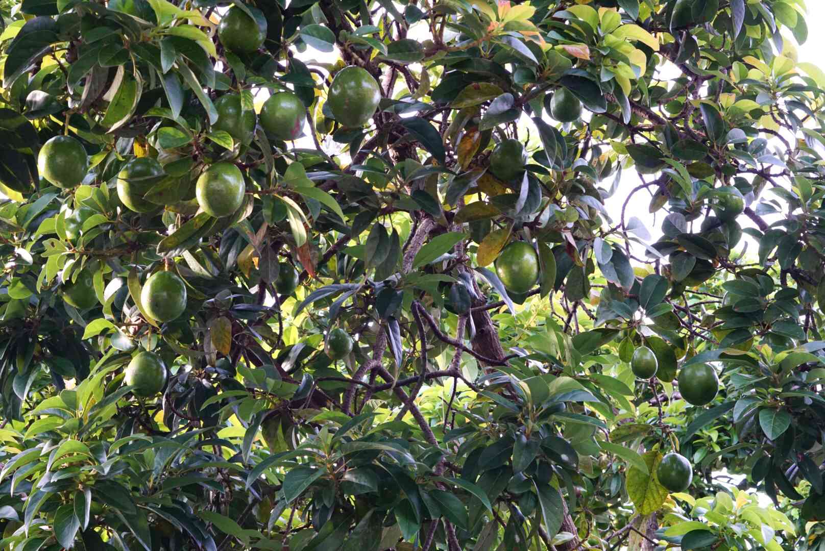 Detail Image Of Avocado Tree Nomer 33