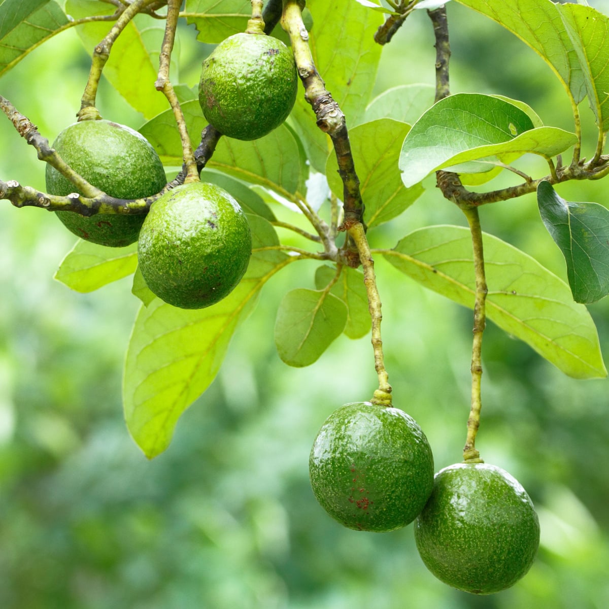 Detail Image Of Avocado Tree Nomer 34