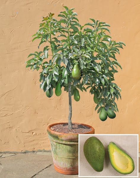 Detail Image Of Avocado Tree Nomer 35