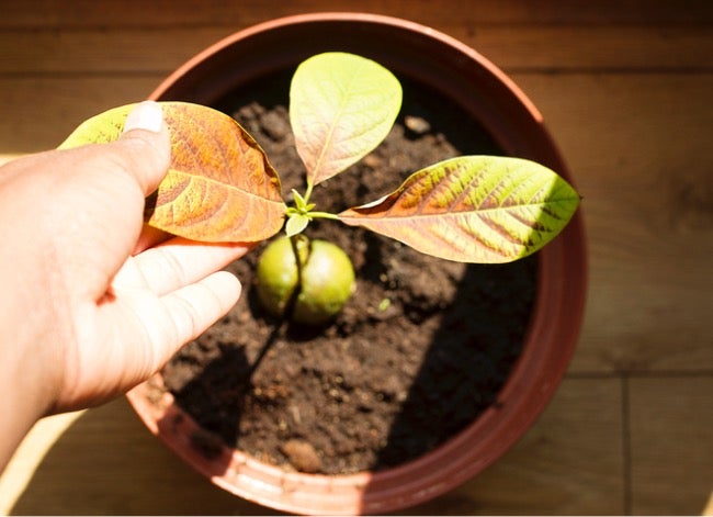 Detail Image Of Avocado Tree Nomer 37