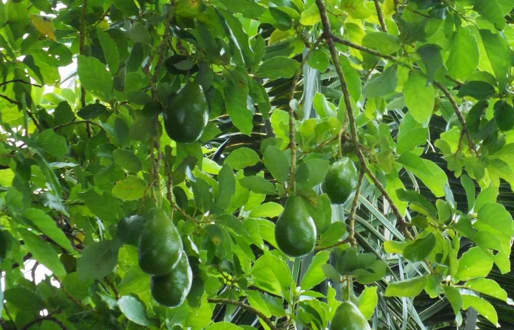 Detail Image Of Avocado Tree Nomer 38