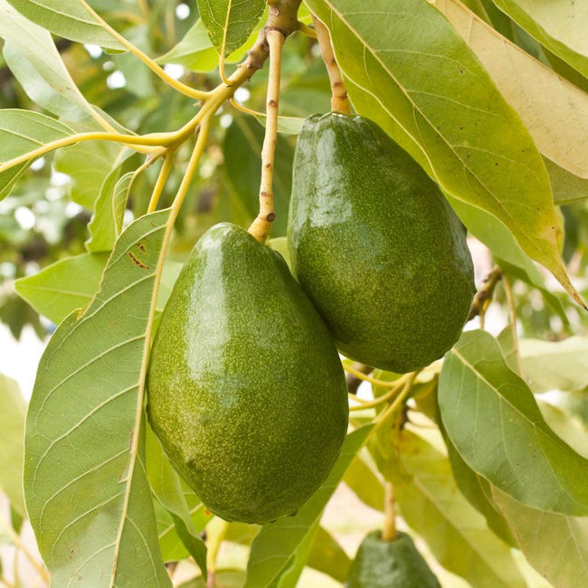 Detail Image Of Avocado Tree Nomer 39