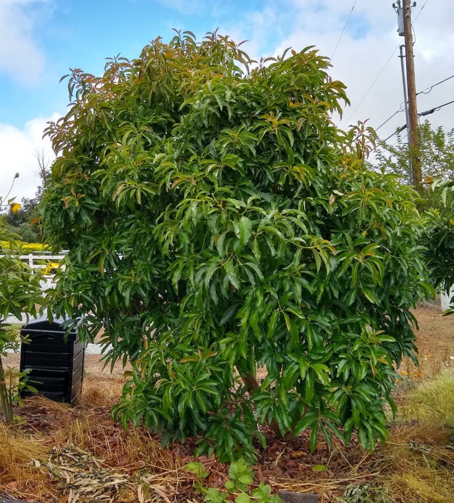 Detail Image Of Avocado Tree Nomer 43