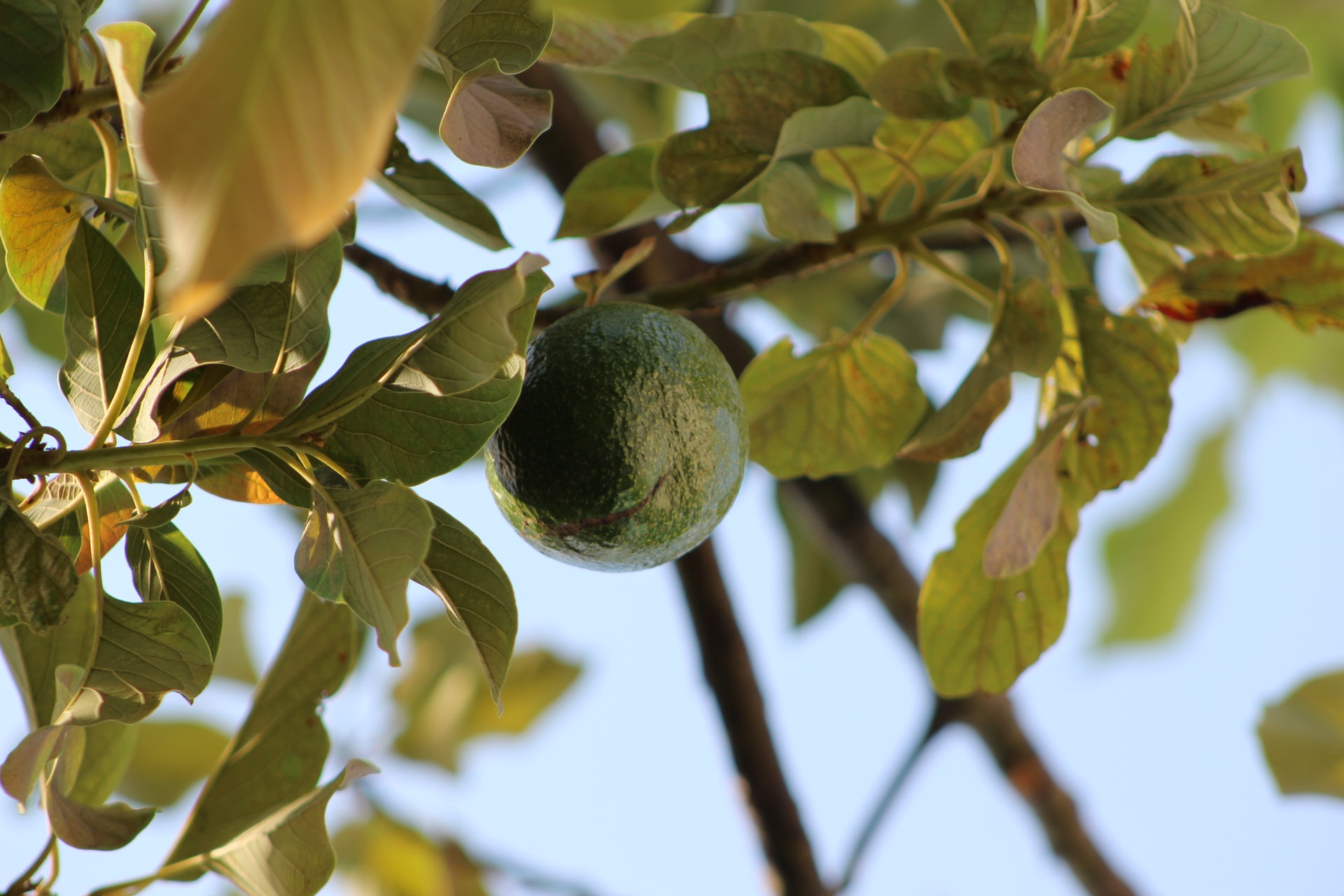 Detail Image Of Avocado Tree Nomer 47