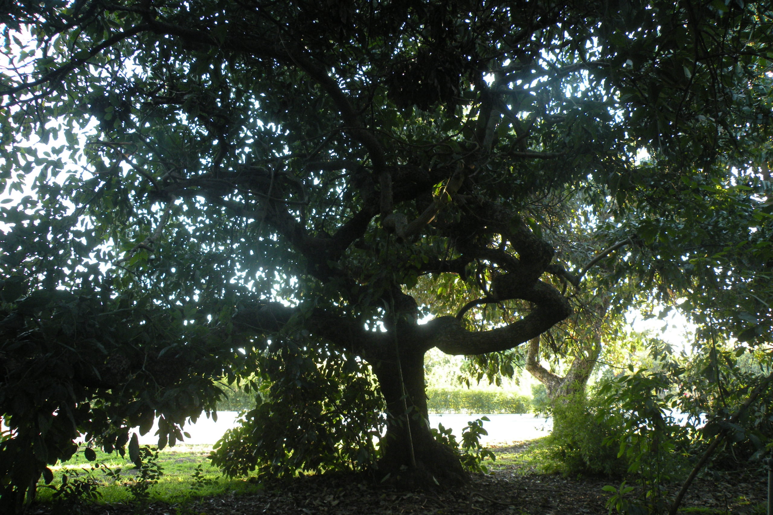 Detail Image Of Avocado Tree Nomer 48