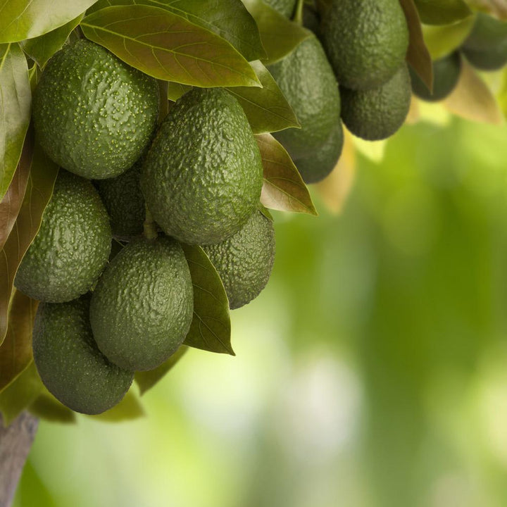 Detail Image Of Avocado Tree Nomer 50