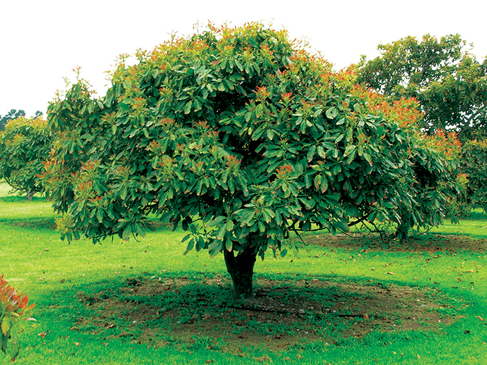 Detail Image Of Avocado Tree Nomer 7