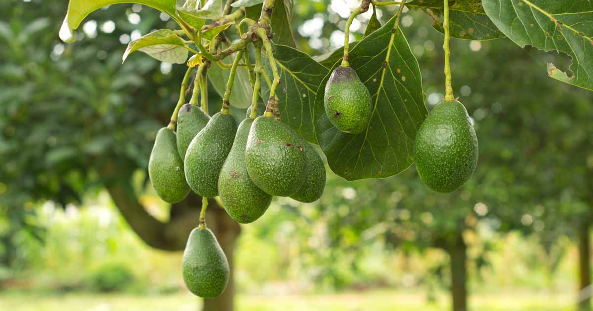 Detail Image Of Avocado Tree Nomer 8