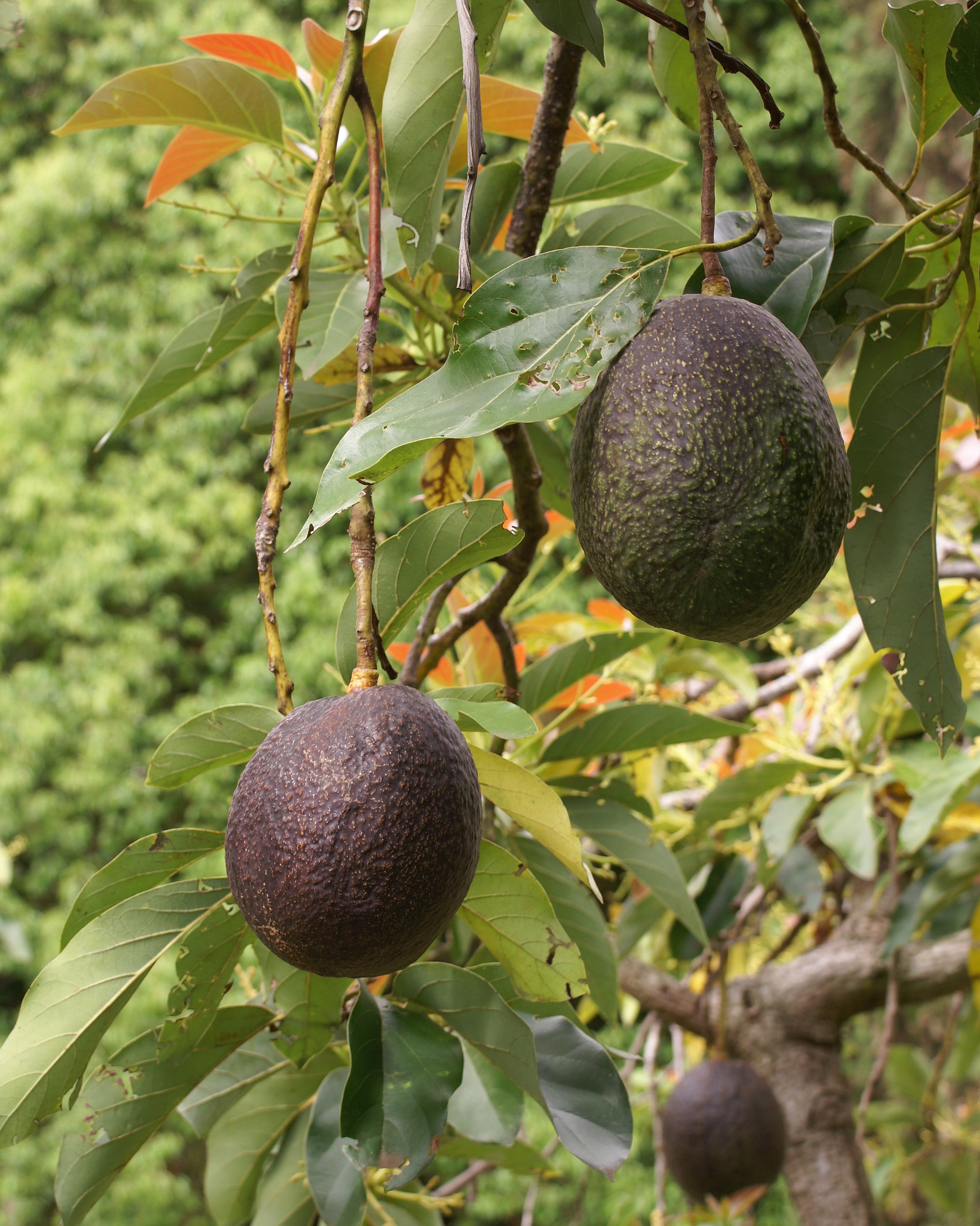 Detail Image Of Avocado Tree Nomer 10