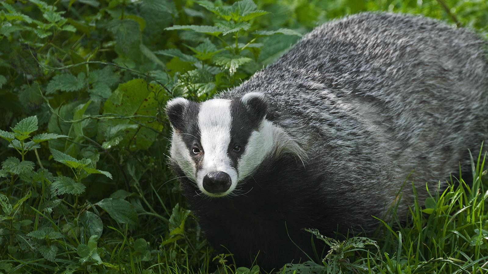 Detail Image Of Badger Nomer 11