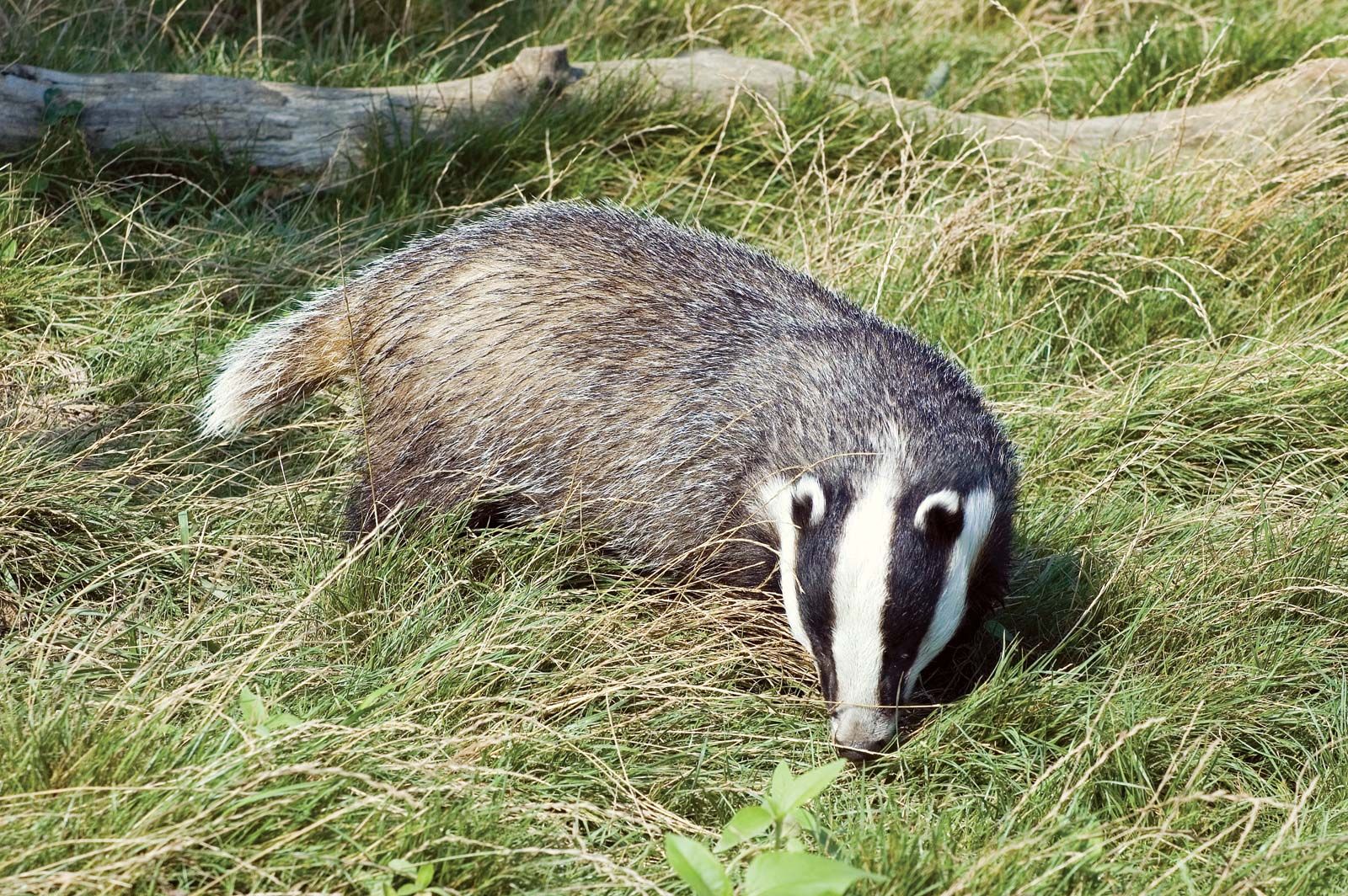 Detail Image Of Badger Nomer 30