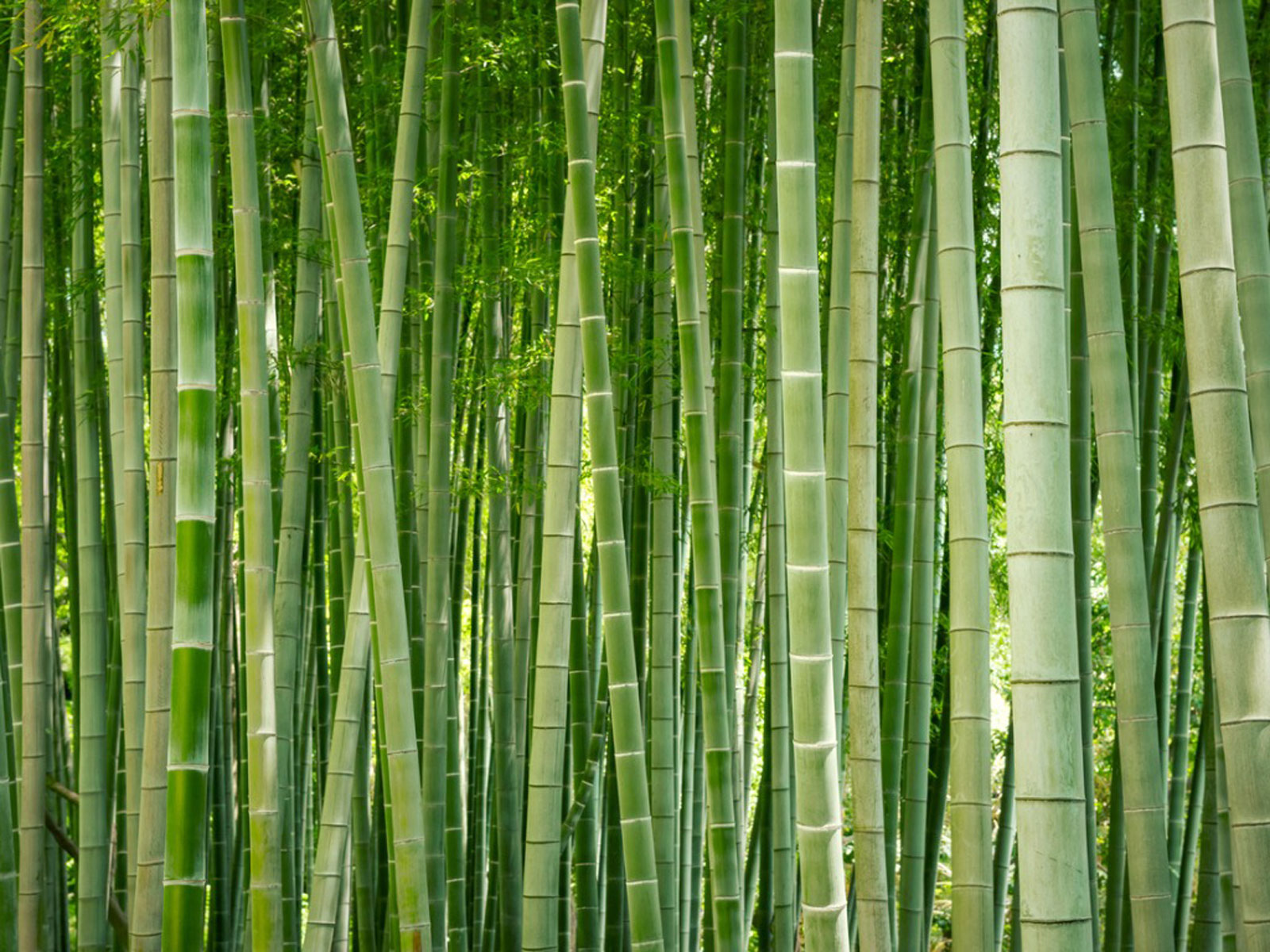 Detail Image Of Bamboo Nomer 2