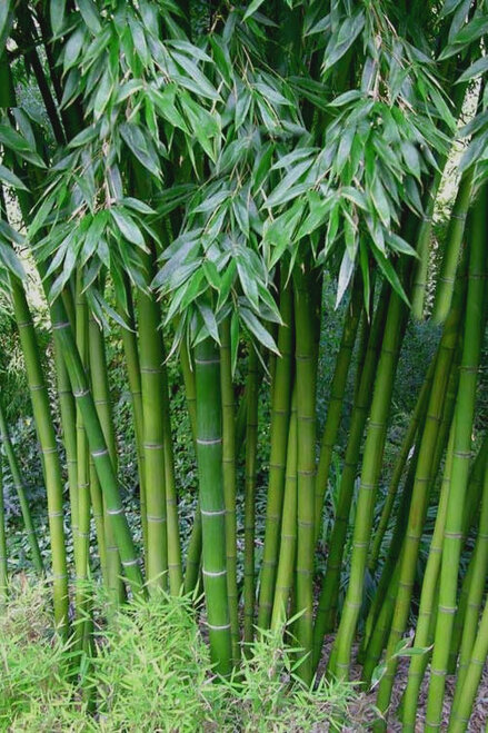 Detail Image Of Bamboo Nomer 16