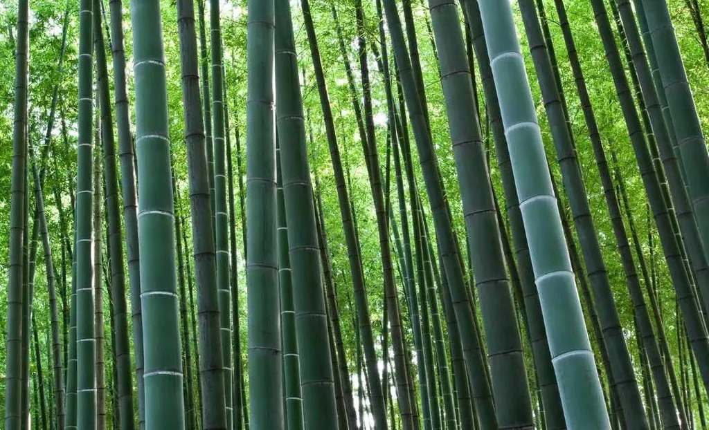 Detail Image Of Bamboo Nomer 18