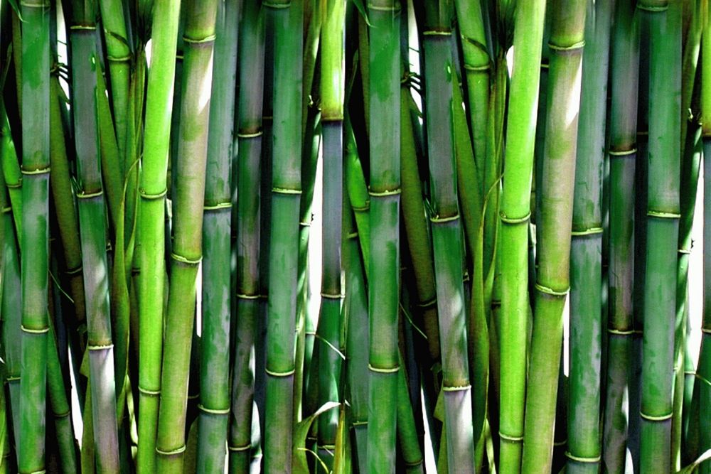 Detail Image Of Bamboo Nomer 19