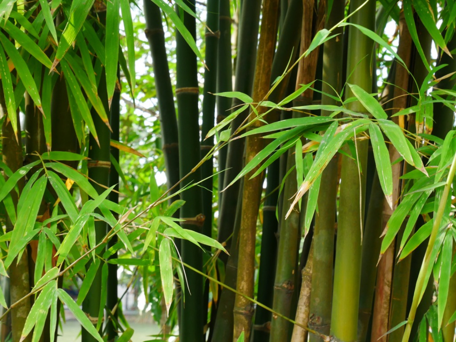Detail Image Of Bamboo Nomer 4