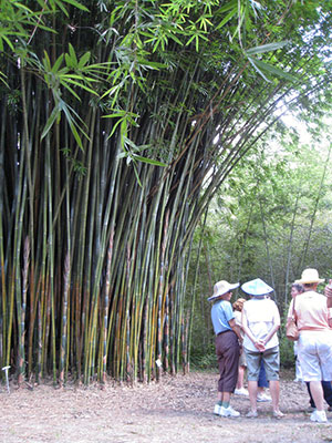 Detail Image Of Bamboo Nomer 36