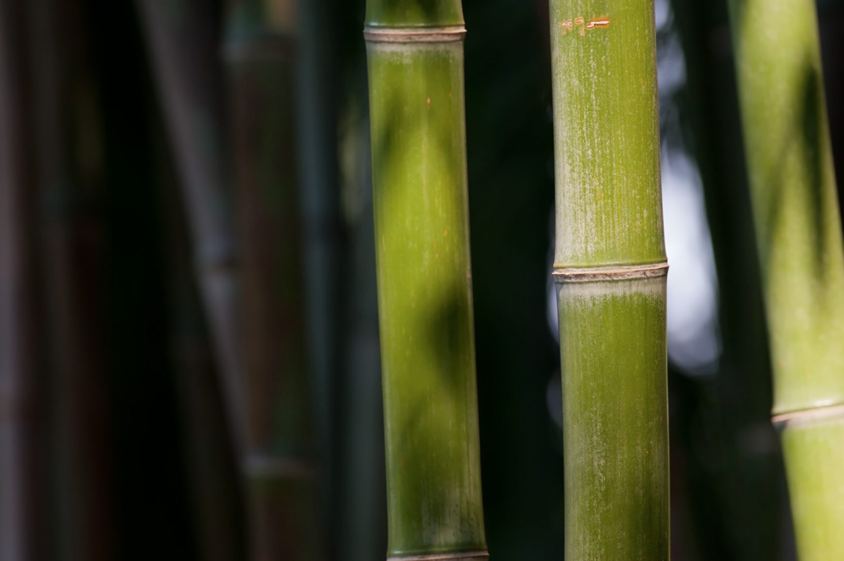 Detail Image Of Bamboo Nomer 41