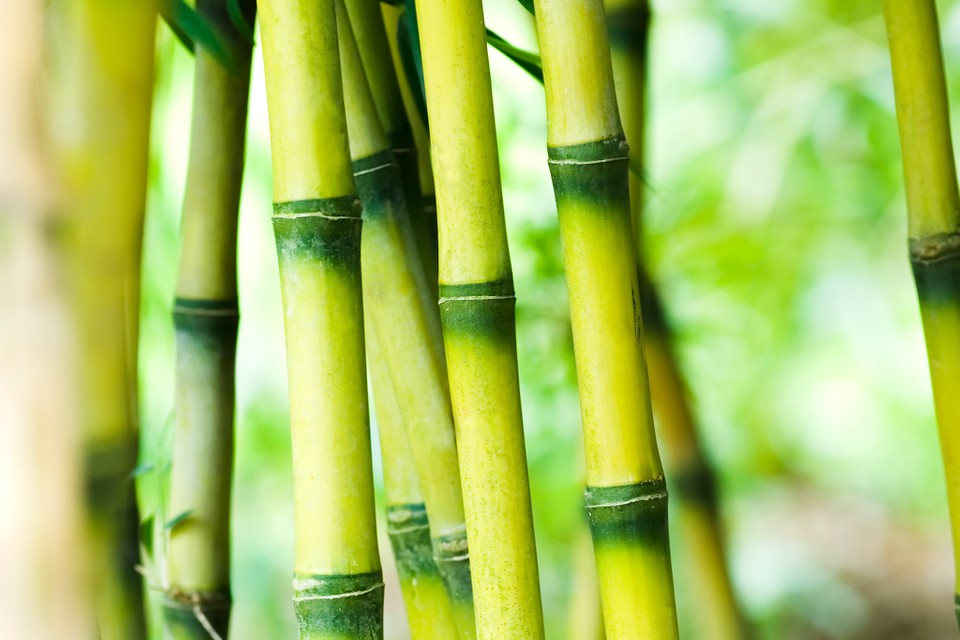 Detail Image Of Bamboo Nomer 6
