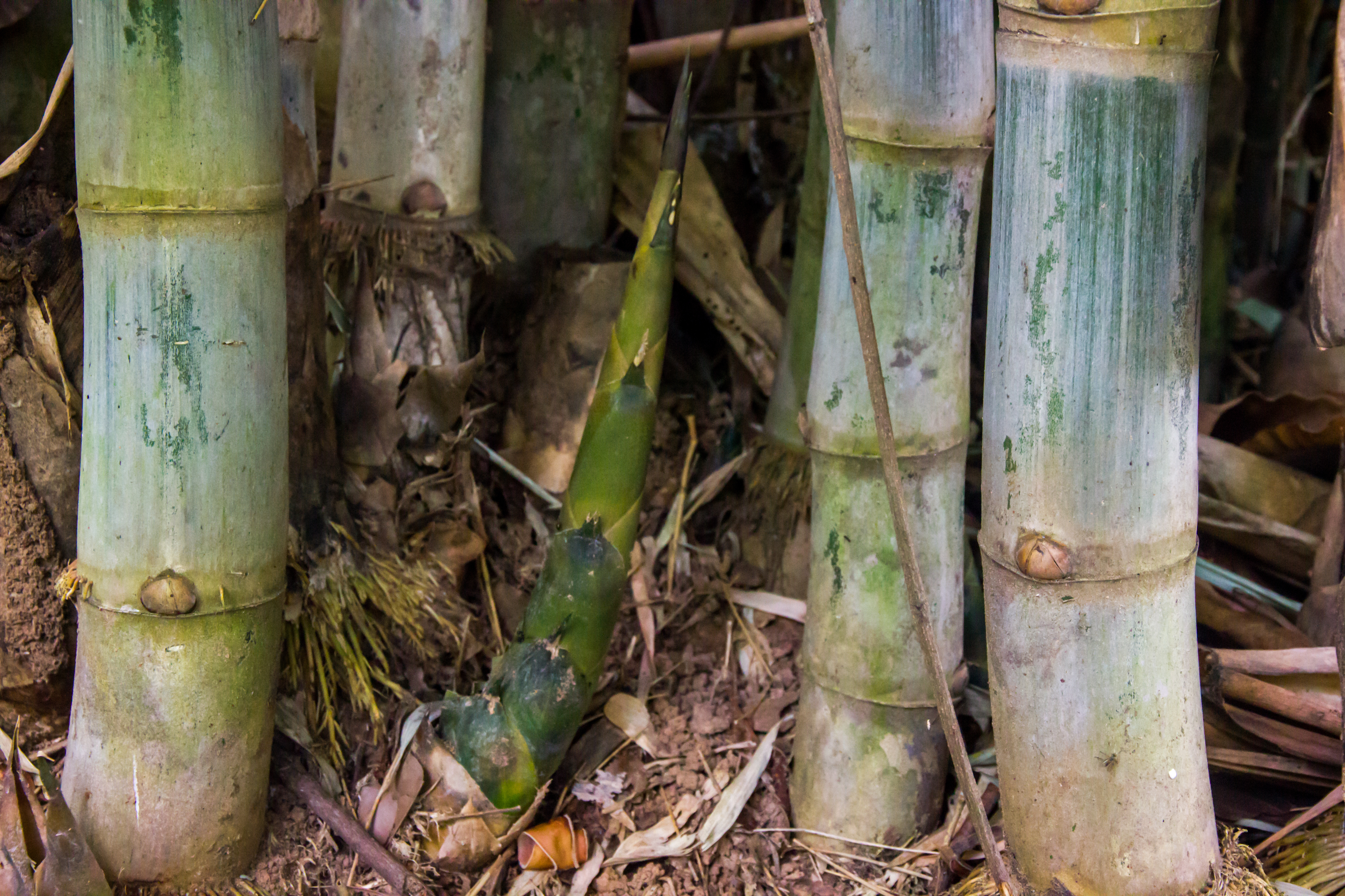 Detail Image Of Bamboo Nomer 44
