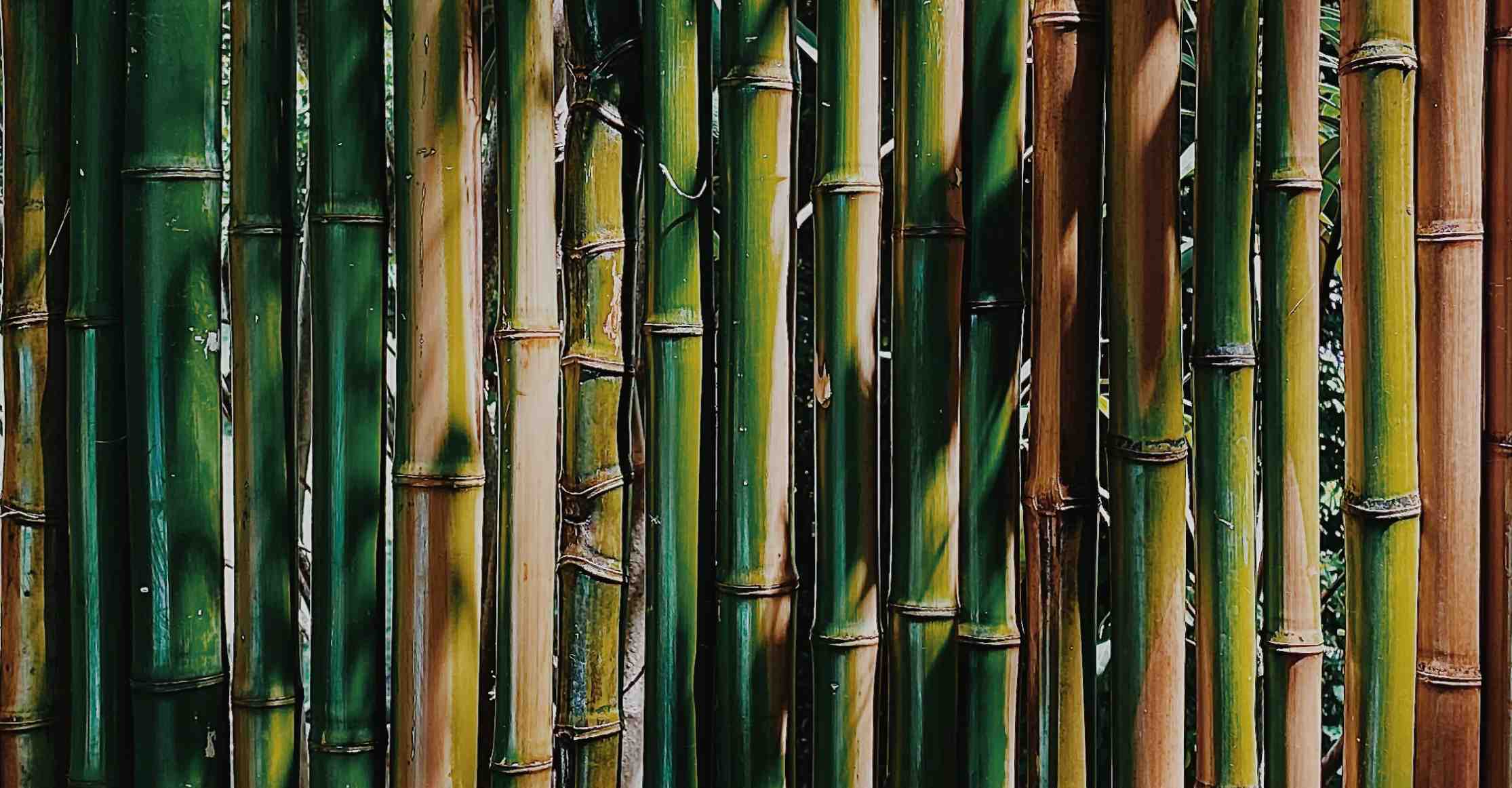 Detail Image Of Bamboo Nomer 45