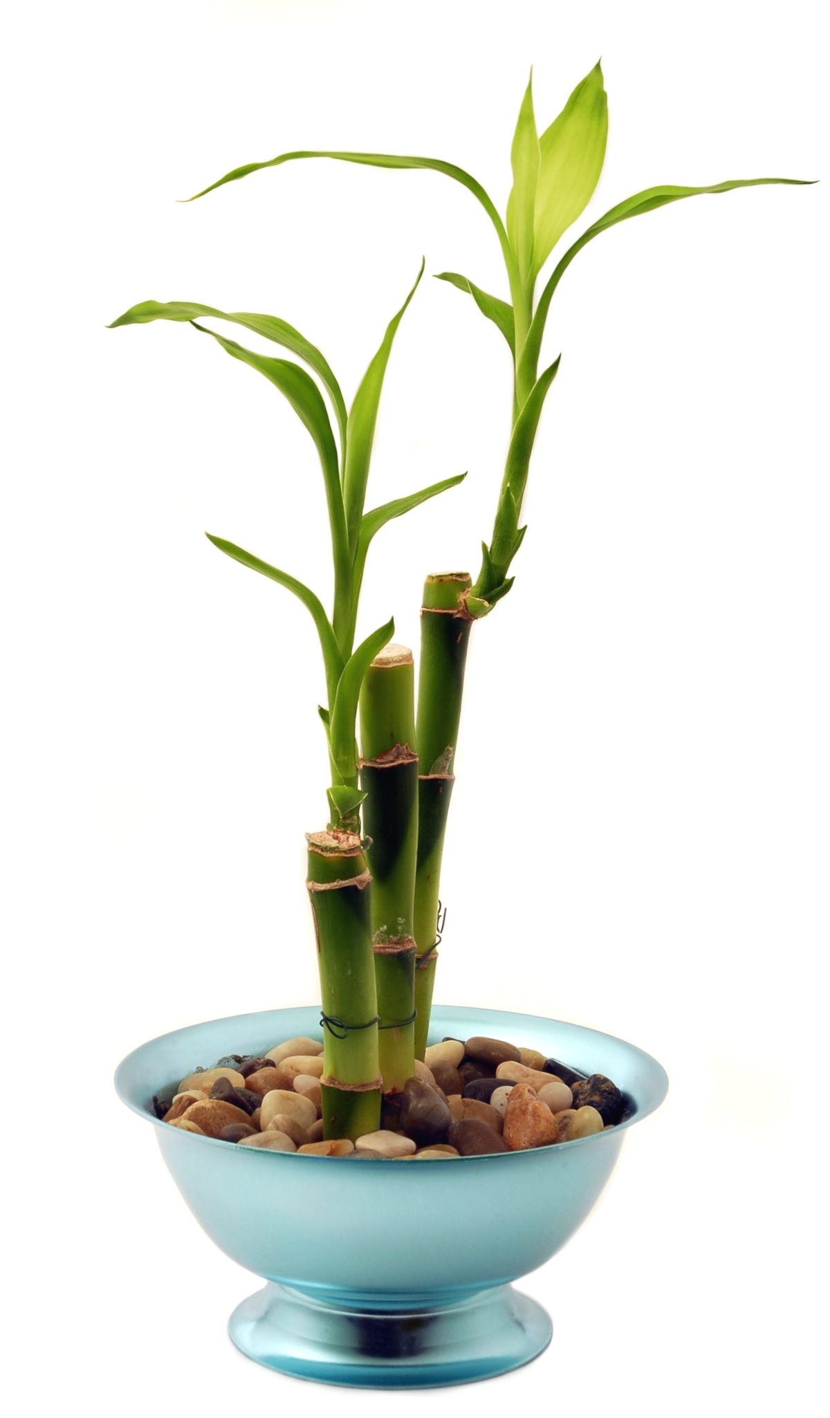 Detail Image Of Bamboo Nomer 46