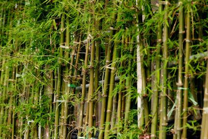 Detail Image Of Bamboo Nomer 50