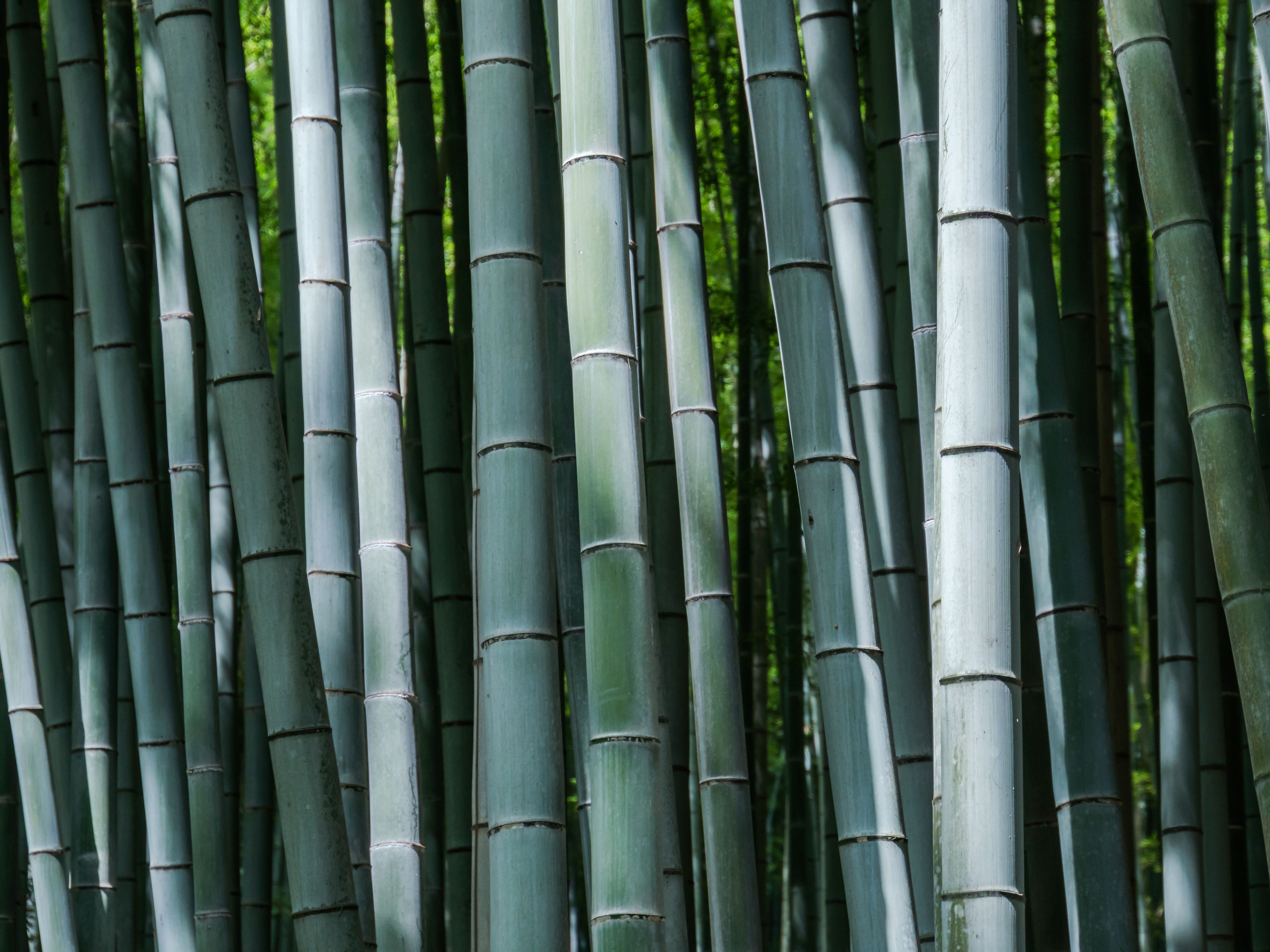 Detail Image Of Bamboo Nomer 53